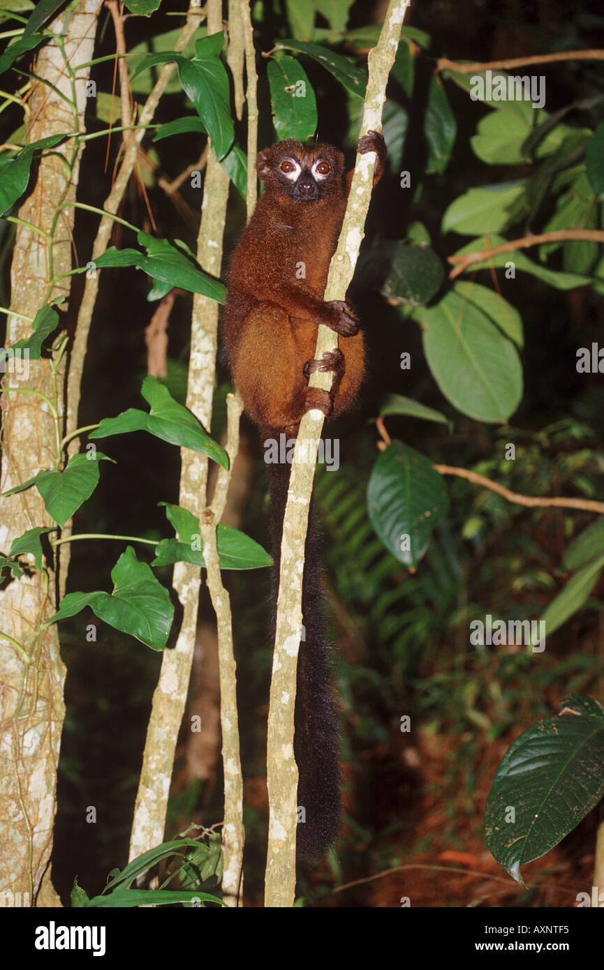 L'eulemur rubriventer red bellied lemur Banque D'Images