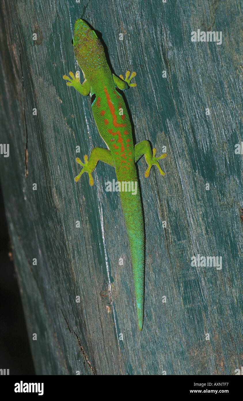 Day gecko phelsuma quadriocellata Banque D'Images