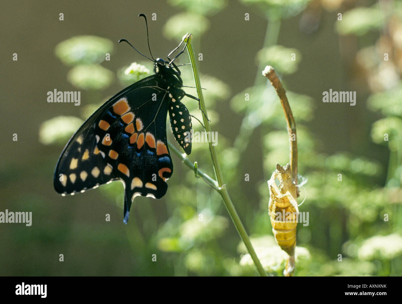 Portrait of a Black Swallowtail Butterfly Papilio polyxenes juste après il a émergé du cocon Banque D'Images