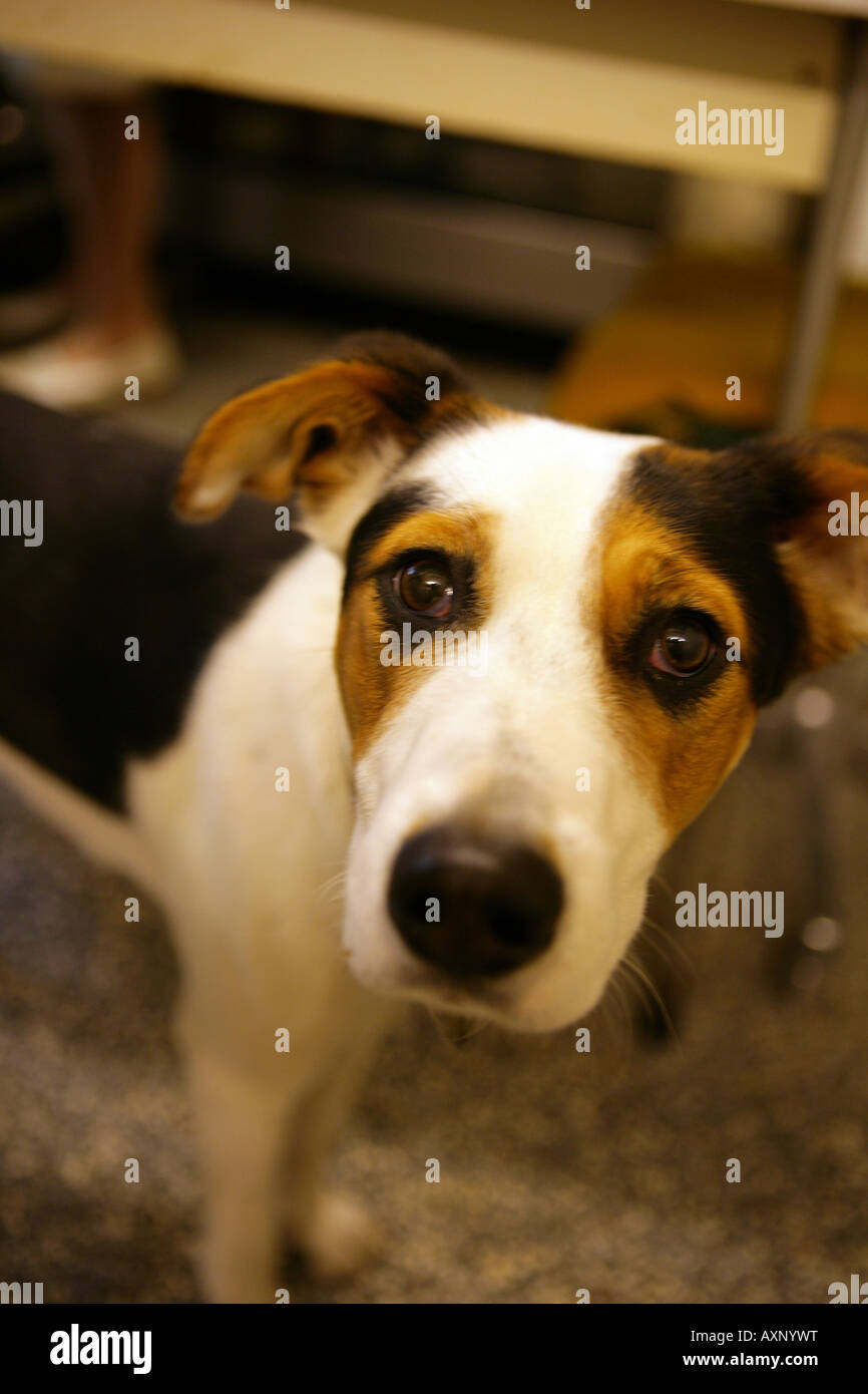 Chien a l'air dans l'appareil photo Banque D'Images