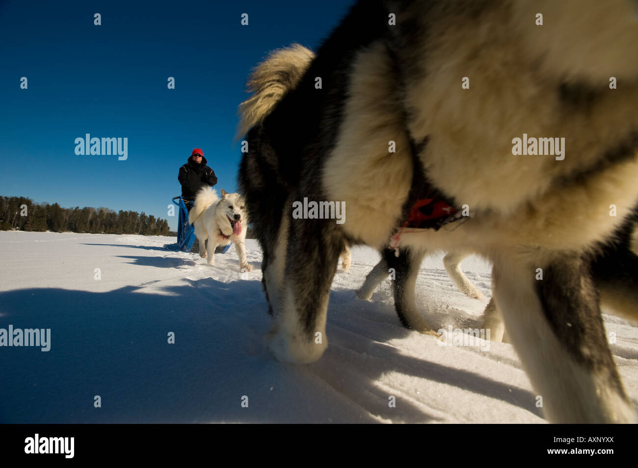 MUSHER ET L'ÉQUIPE DE CHIEN Boundary Waters Canoe Area au Minnesota Banque D'Images