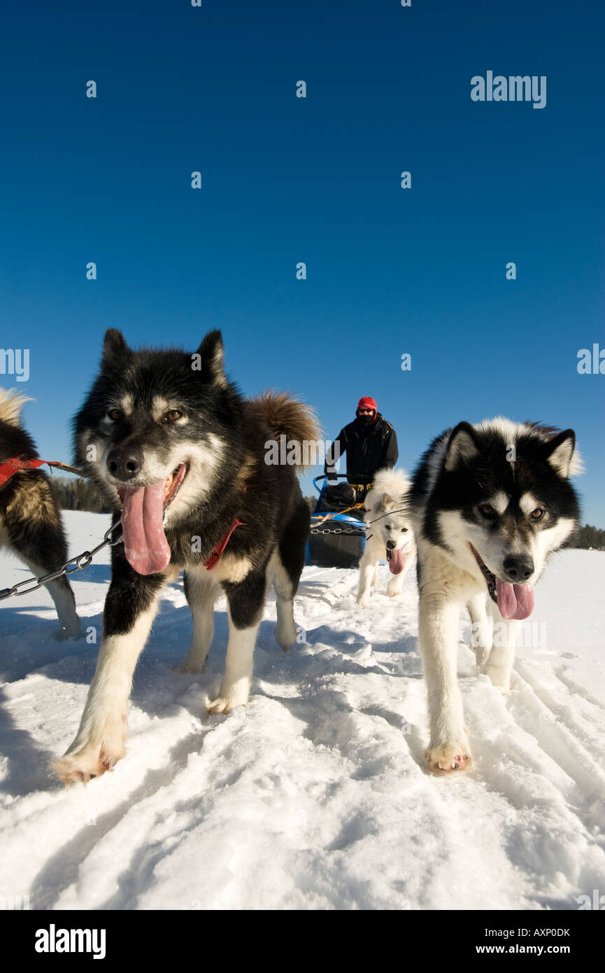 Les chiens de traîneau inuits canadiens TIRANT À TRAVERS LE LAC Boundary Waters Canoe Area au Minnesota Banque D'Images