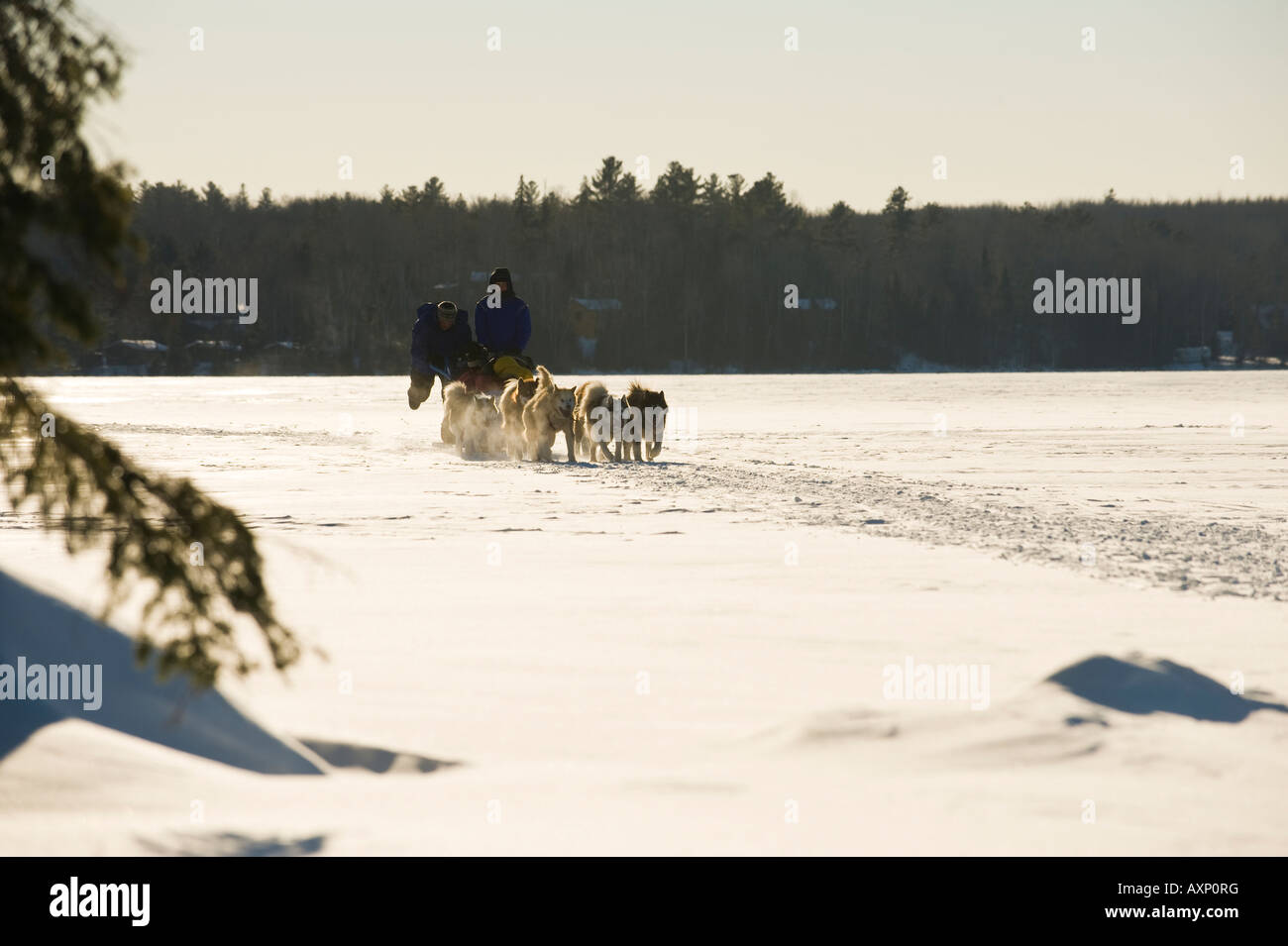 Un traîneau de chiens tirant À TRAVERS UN LAC Banque D'Images