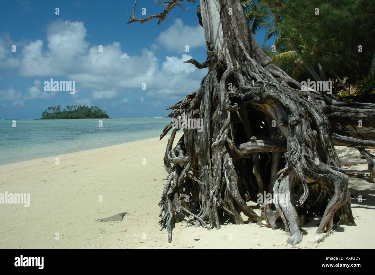 Les racines exposées des arbres de bois d'un fer à repasser sur la rive des îles Cook. Dans l'arrière-plan peut e vu Taakoka Motu. Banque D'Images