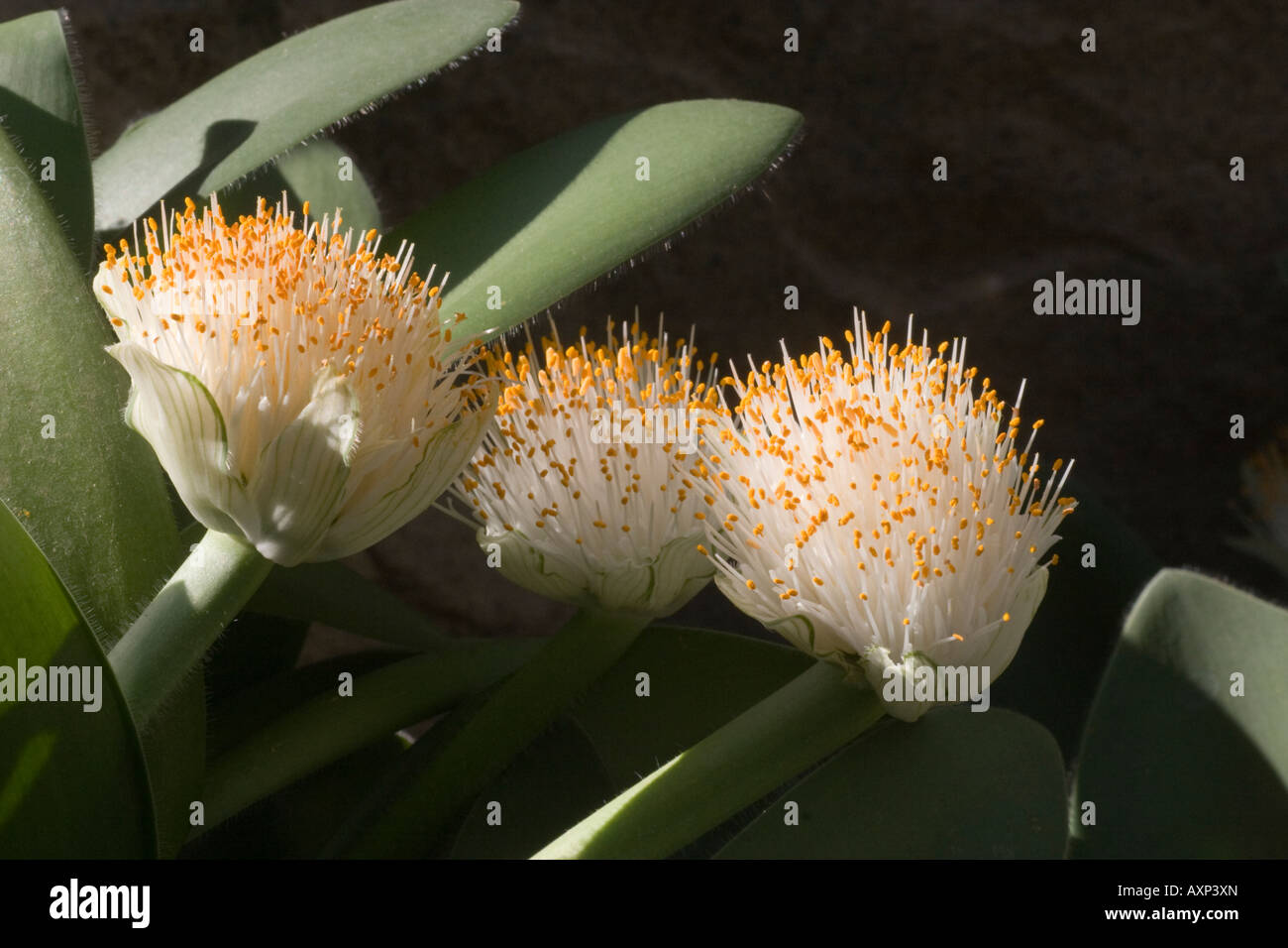 Haemanthus albiflos fleurs Banque D'Images