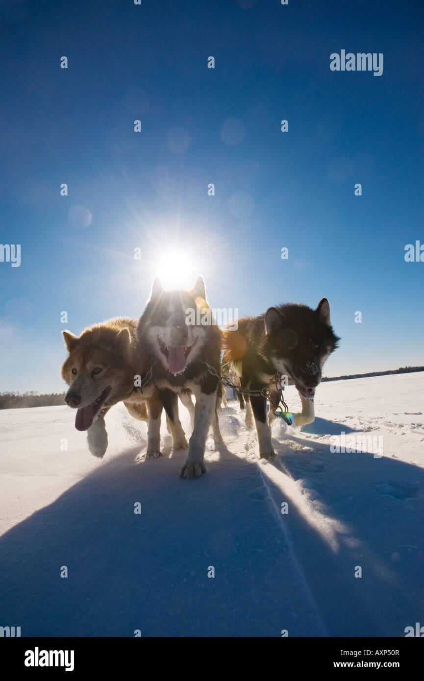 Les chiens de traîneau inuits canadiens TIRANT SUR LE LAC WINTERGREEN TRAÎNEAU À CHIENS LODGE Banque D'Images