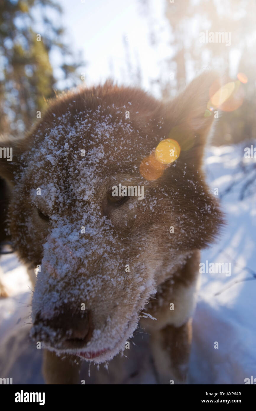 Un chien INUIT CANADIENNE AVEC UN VISAGE couvert de neige Banque D'Images