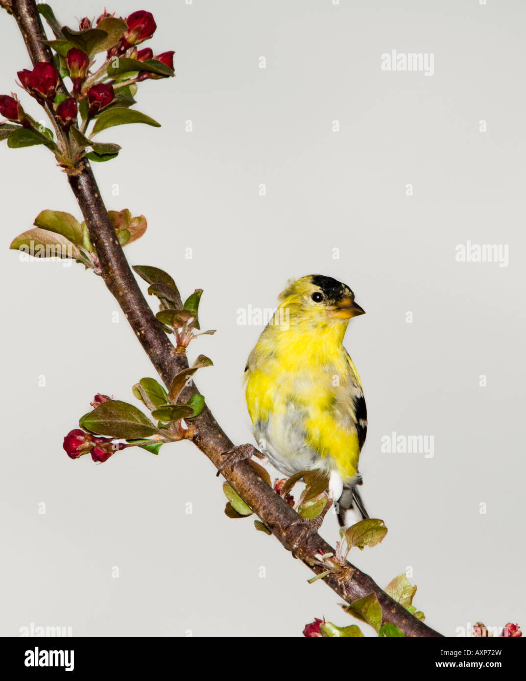 Chardonneret jaune mâle, Carduelis tristis, sur un membre plein de bourgeons au printemps. New York, USA. Banque D'Images