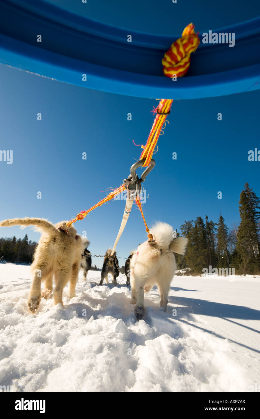 LOW ANGLE des chiens de traîneau inuit tirant Boundary Waters Canoe Area au Minnesota Banque D'Images