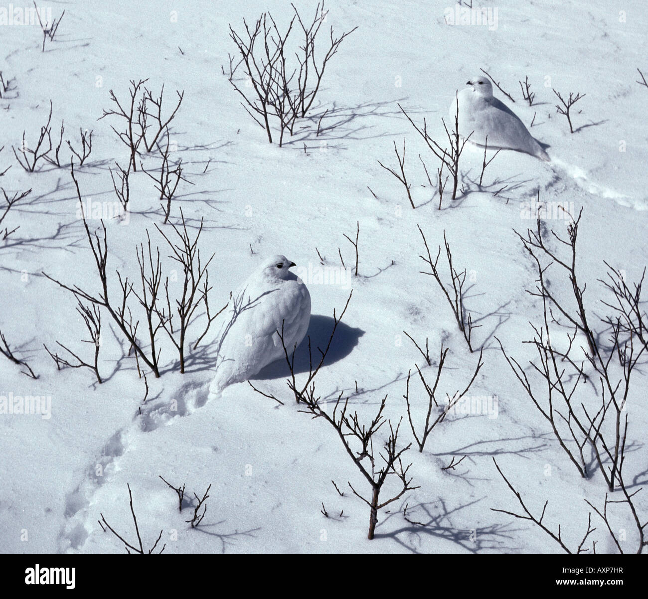 Le cerf ou le lagopède alpin (Lagopus leucurus) en plumage d'hiver chez les plantes saule, Colorado, États-Unis. Banque D'Images