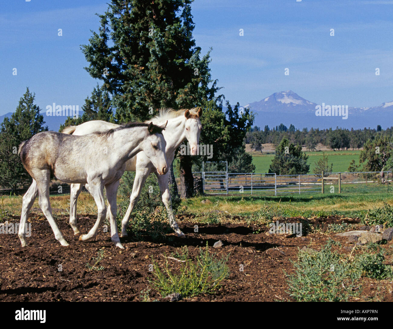 Un jeune étalon appaloosa colt et sa mère sur un ranch près de Redmond Oregon Banque D'Images