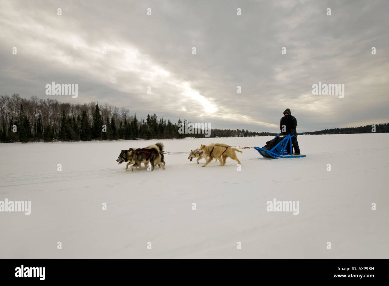 Un MUSHER ET L'équipe de chien sur un lac gelé du secteur MUEH Boundary Waters Canoe Area au Minnesota Banque D'Images