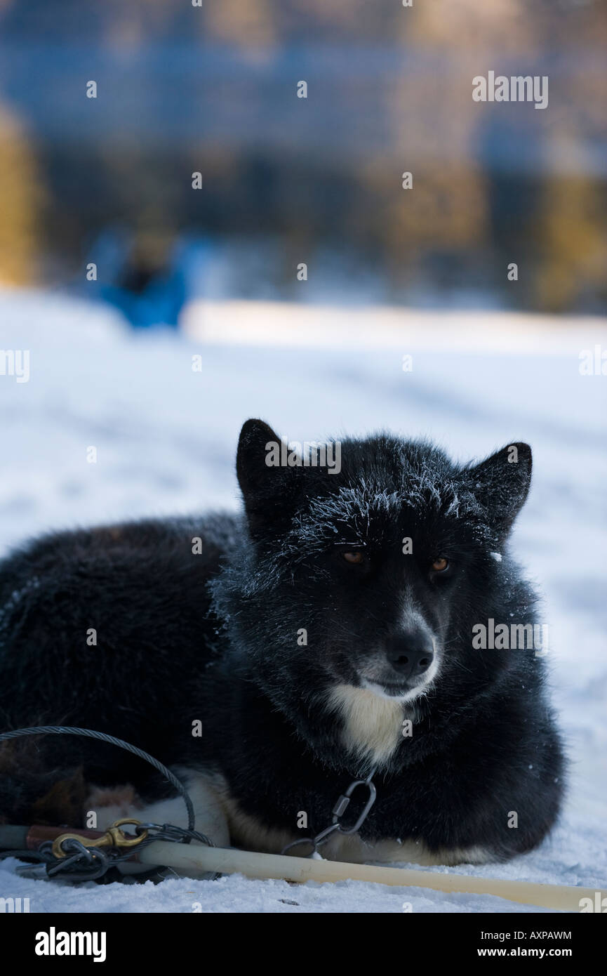 Un chien inuit canadien se réveille avec fourrure dépoli Boundary Waters Canoe Area au Minnesota Banque D'Images