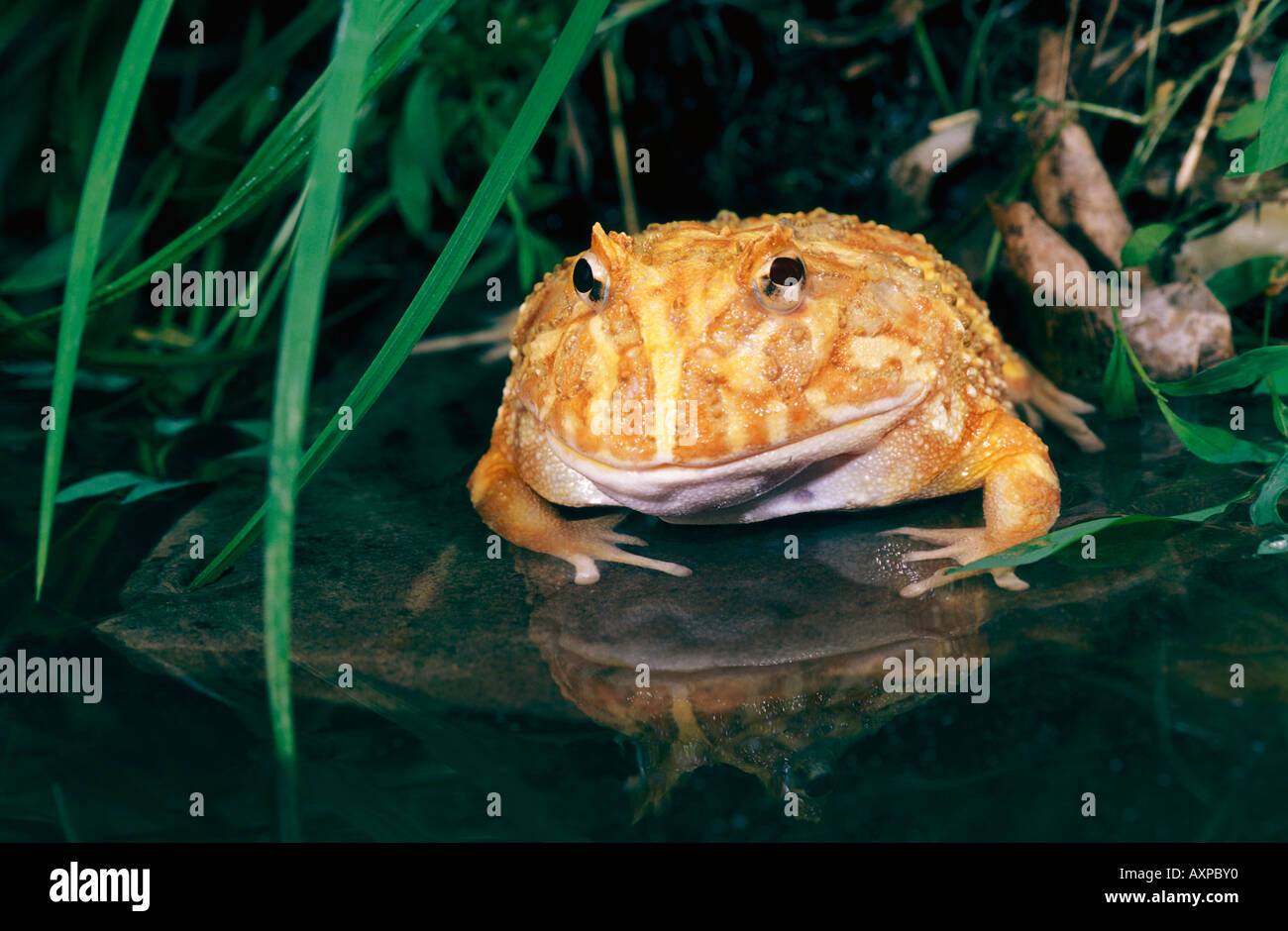 Grenouille Albino-pacman Dans Un Abri Photo stock - Image du invertébré