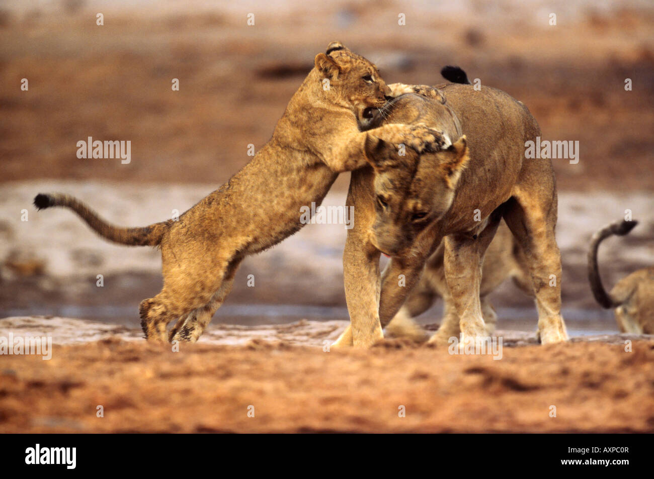 Panthera leo Lion cub jouant avec sa mère à Savuti Parc National de Chobe au Botswana Banque D'Images