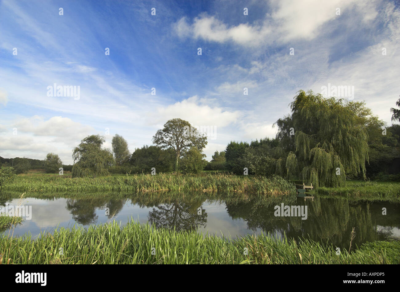 Wensum Rivière, Norfolk, Royaume-Uni, la fin de l'été Banque D'Images