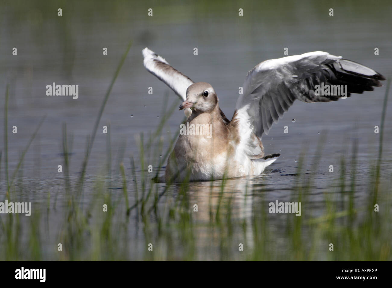 Larus ridibundus mouette à tête noire Banque D'Images