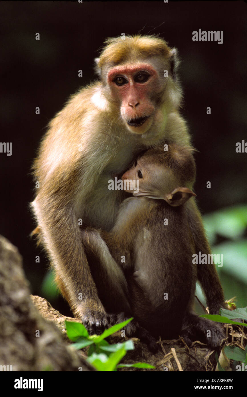 Sri Lanka Animaux Maman Et Bebe Singe Macaque Macaca Sinica Toque Sinica Photo Stock Alamy