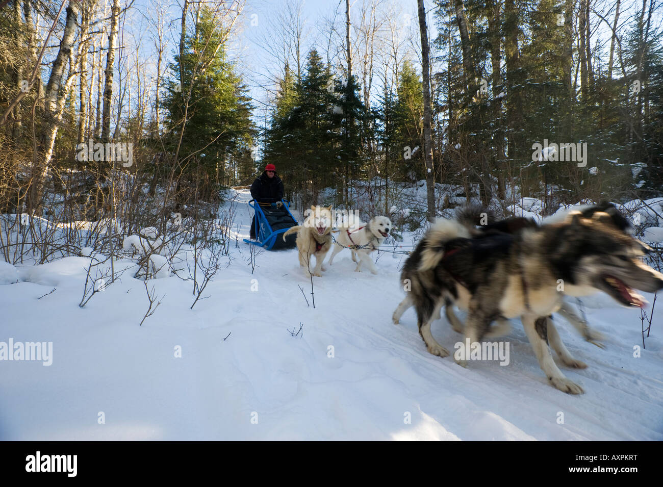 Un MUSHER ET SON ÉQUIPE NAVIGUER DANS UN SENTIER DE PORTAGE Boundary Waters Canoe Area au Minnesota Banque D'Images