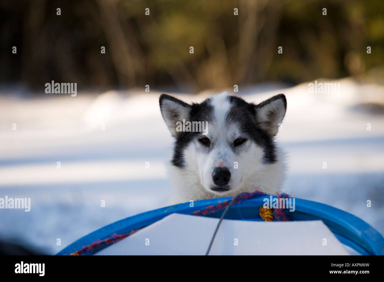 Un chien de traîneau PICS DE PLUS DE L'AVANT D'UN TRAÎNEAU Boundary Waters Canoe Area au Minnesota Banque D'Images