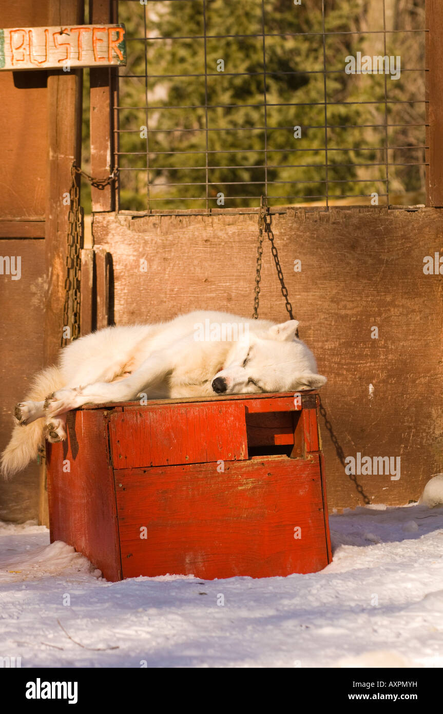 Un chien inuit canadien attrape un PAN AU-DESSUS D'ELLE S DOG HOUSE GAULTHÉRIE TRAÎNEAU À CHIENS LODGE Banque D'Images