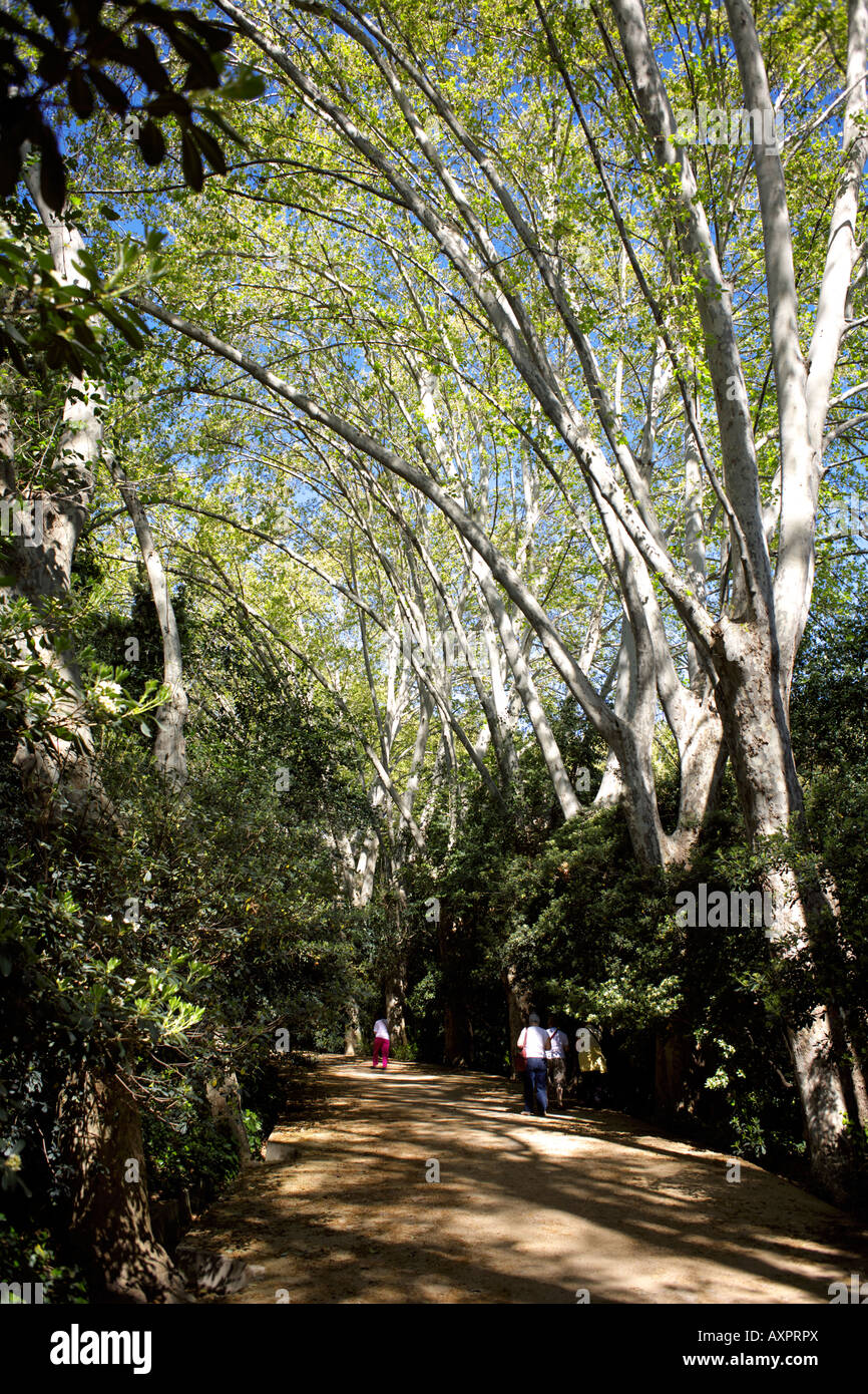 Les gens qui marchent à l'ombre des eucalyptus, ombragé chemin bordé d'arbres, la Concepcion Botanical Gardens, Malaga, Espagne Banque D'Images