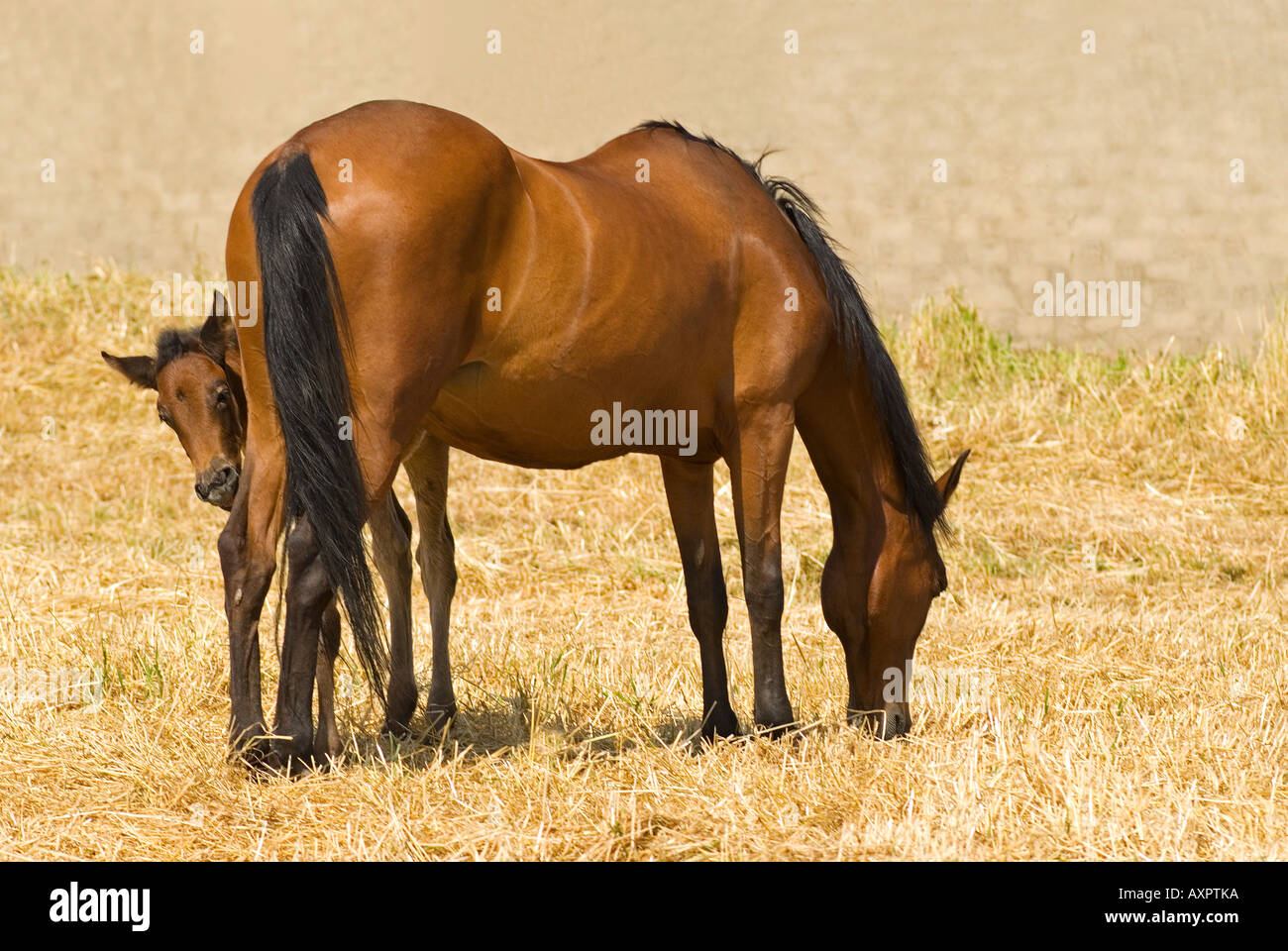 Mare et alimentation poulain Banque D'Images
