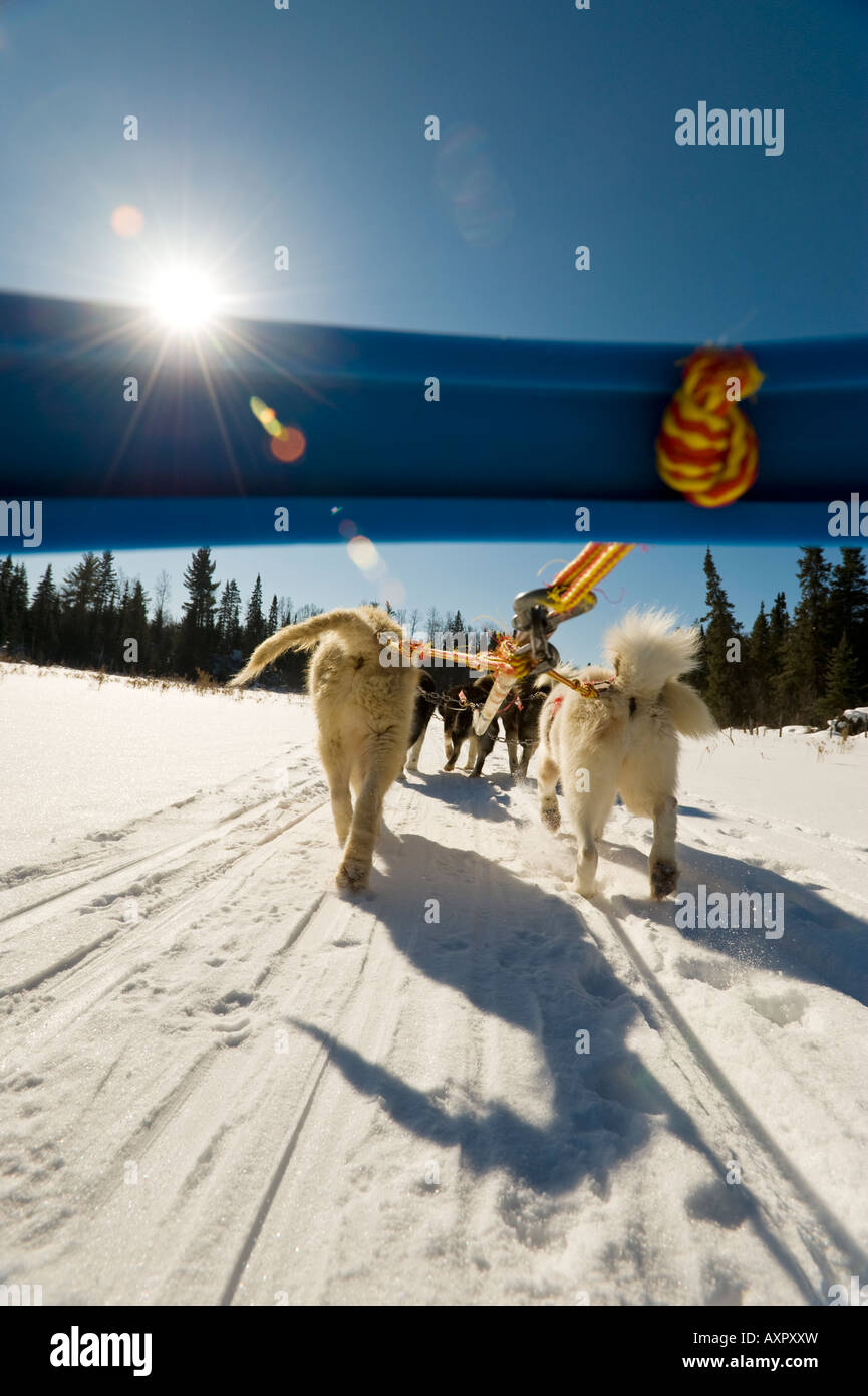 LOW ANGLE de chiens de traîneau Traîneau tirant Boundary Waters Canoe Area au Minnesota Banque D'Images