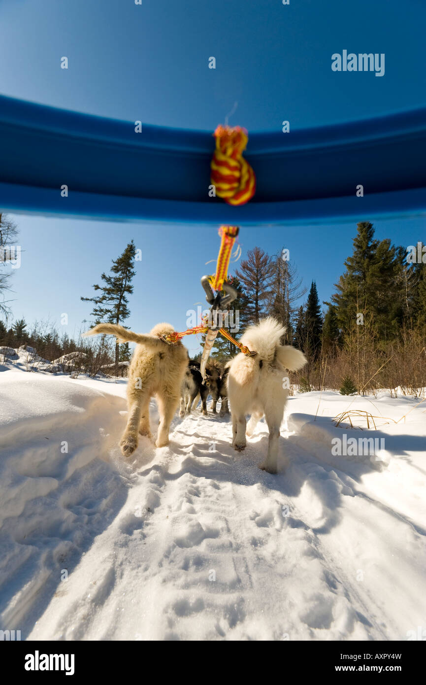 LOW ANGLE de chiens de traîneau Traîneau tirant Boundary Waters Canoe Area au Minnesota Banque D'Images