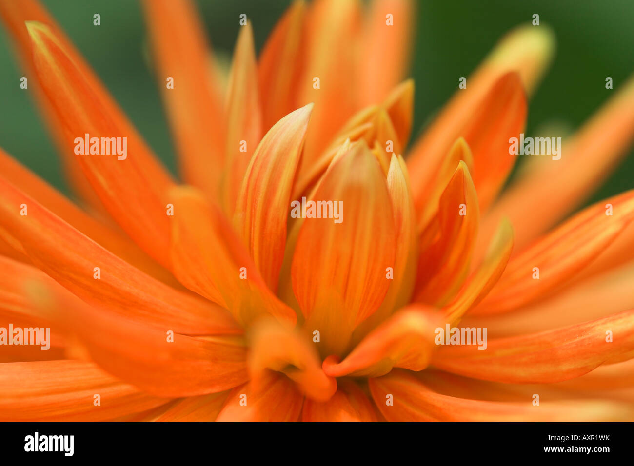 Belle fleur Dahlia orange brillant, Close up Banque D'Images