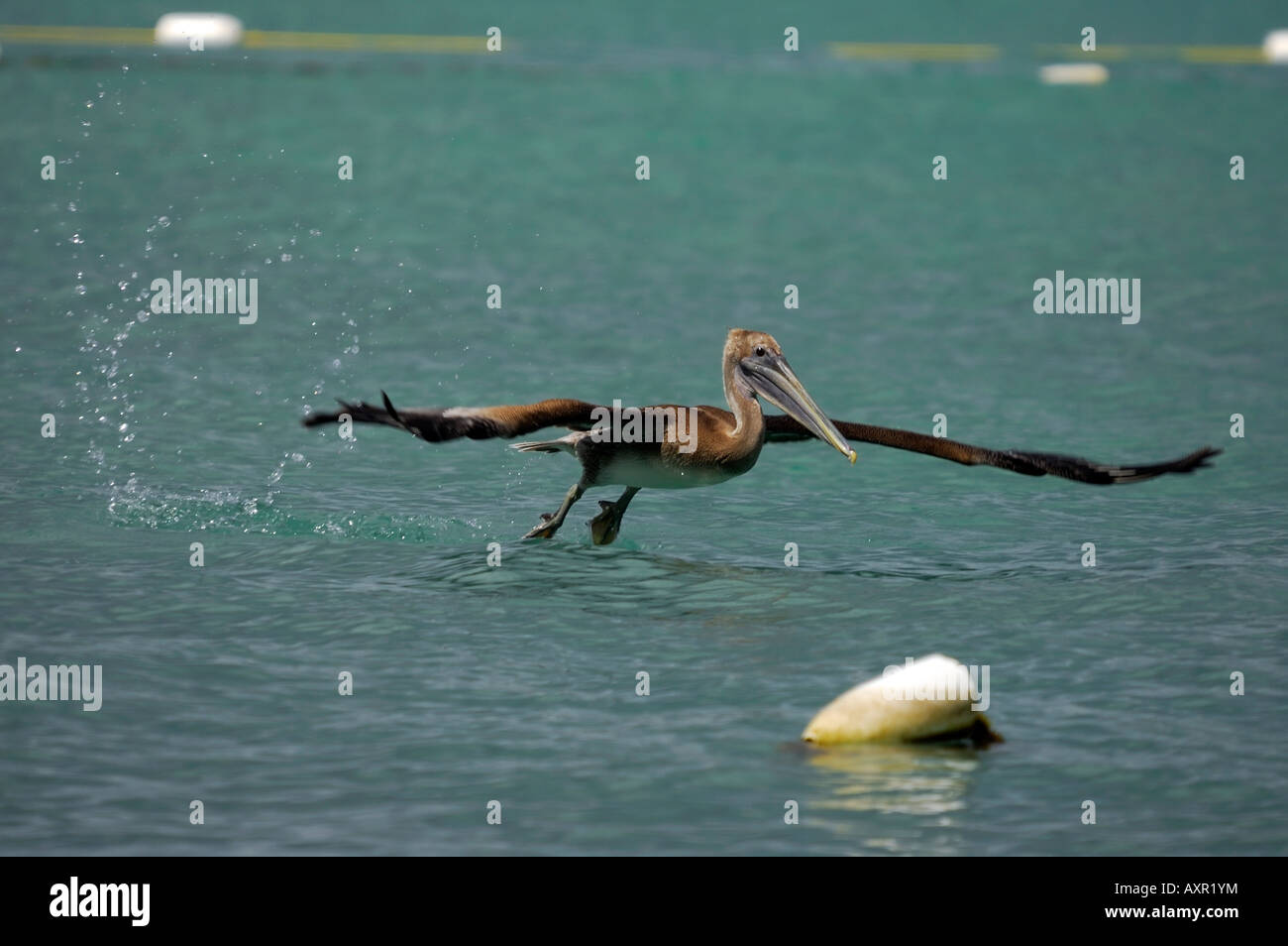 Un Pélican brun Pelecanus occidentalis décolle à la plage Luquillo Luquillo Luquillo dans Hotel Porto Rico Banque D'Images