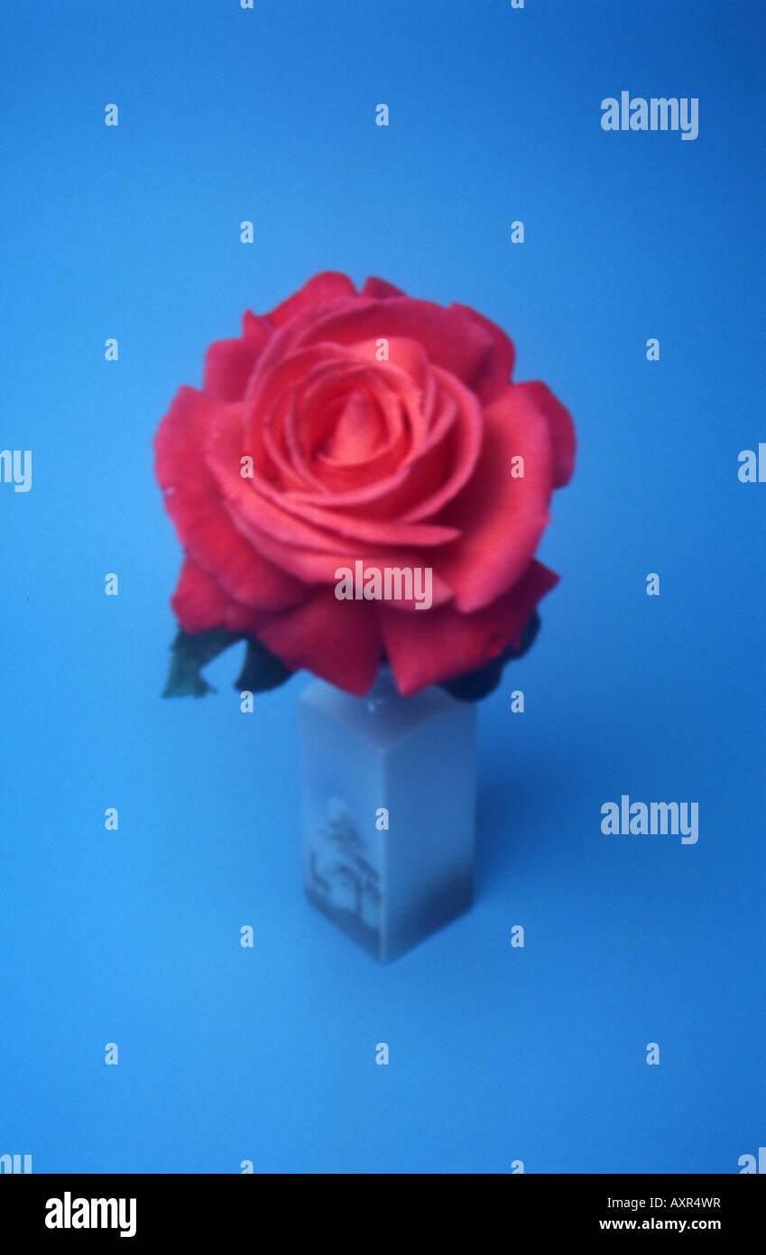 Une photo de rose en utilisant de plus petites dans un sténopé sténopé voir le LOGICIEL AXRM7Y à l'aide d'épingle plus Banque D'Images