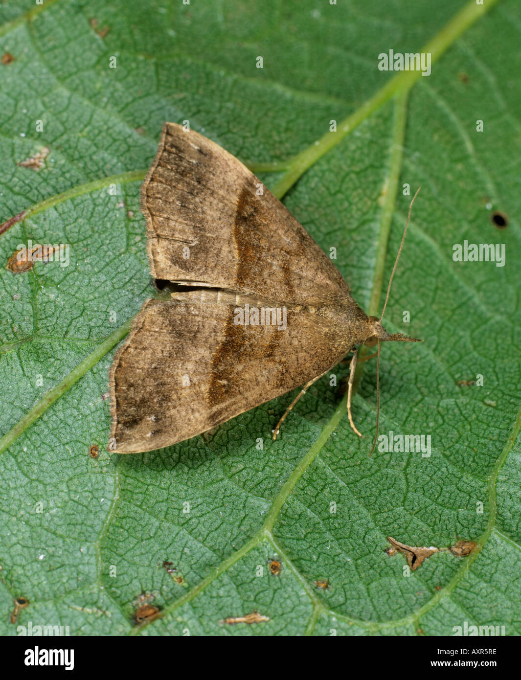 Museau Hypena proboscidalis papillon adulte sur une feuille Banque D'Images