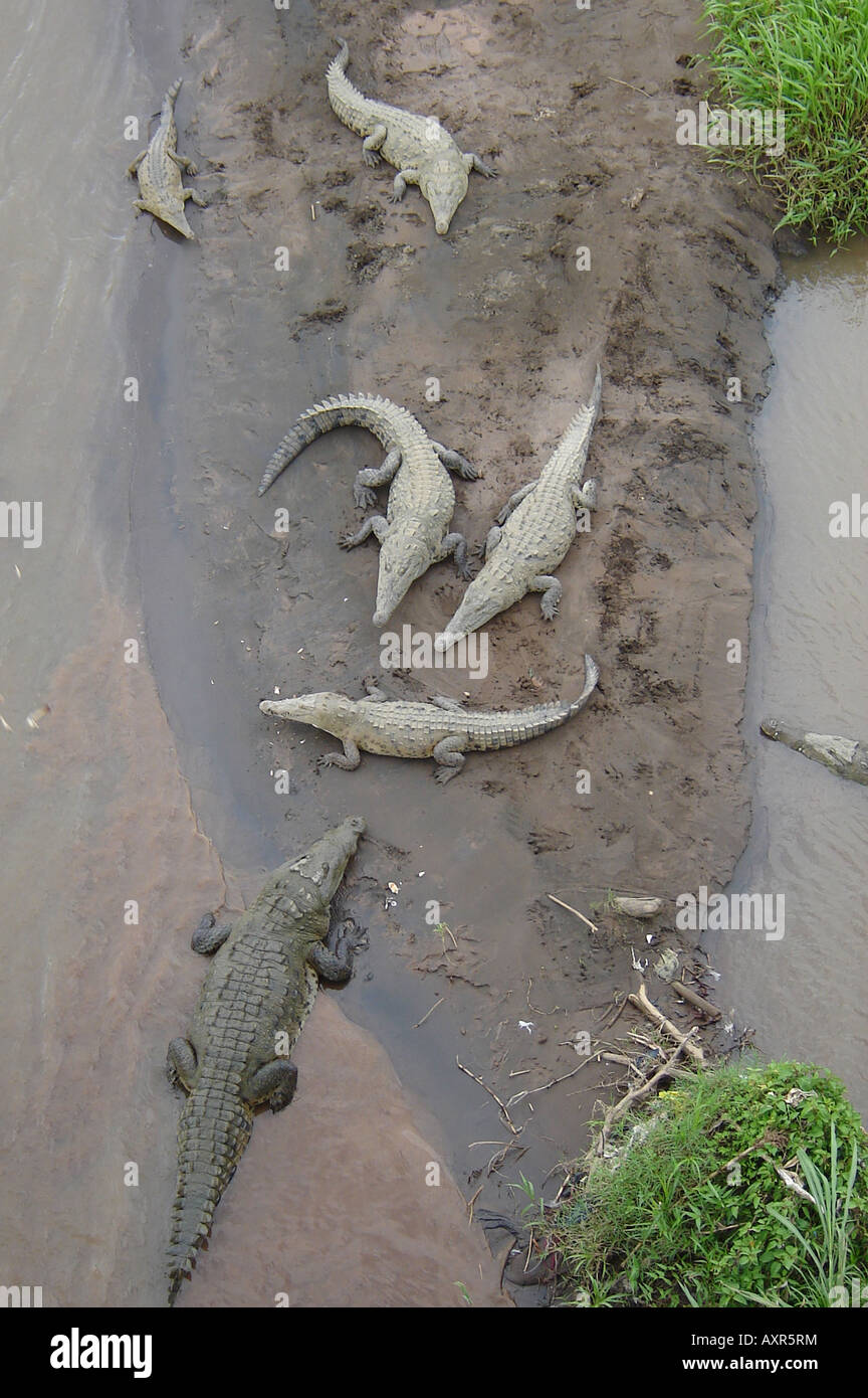 Crocodiles sur la rive de la rivière boueuse Rio Herradura, Costa Rica Banque D'Images