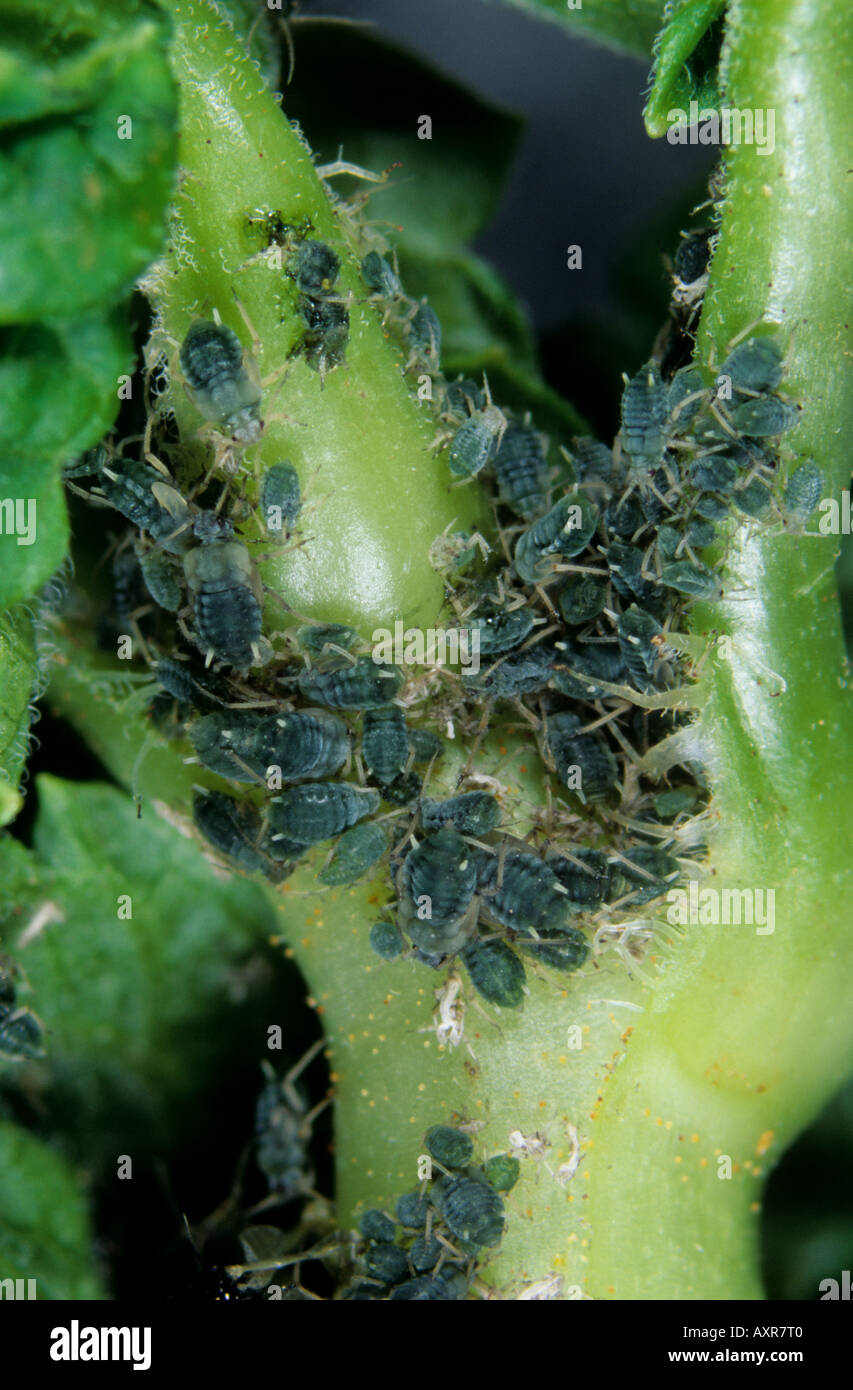 Le puceron Aphis schneideri groseille permanents sur des feuilles de groseilles Banque D'Images