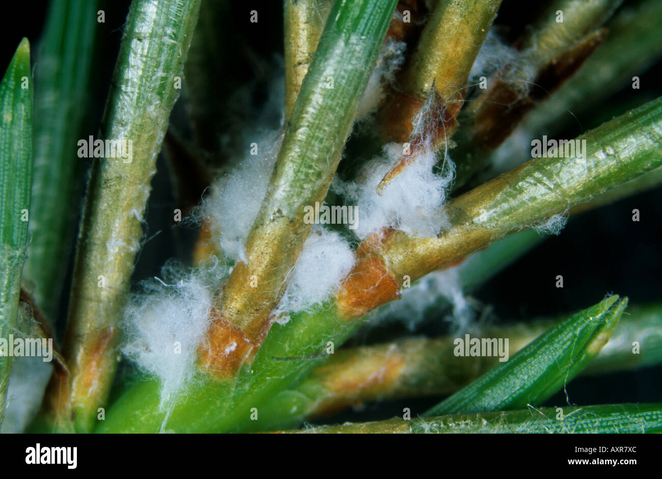 Le pin d'adelgids Pineus pini sur les aiguilles de pin sylvestre Banque D'Images