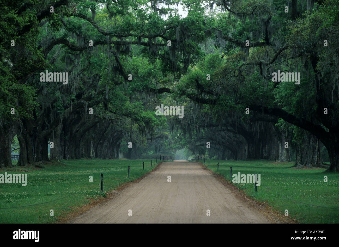 Route bordée de chênes dans la Boone Hall Plantation Charleston en Caroline du Sud Banque D'Images