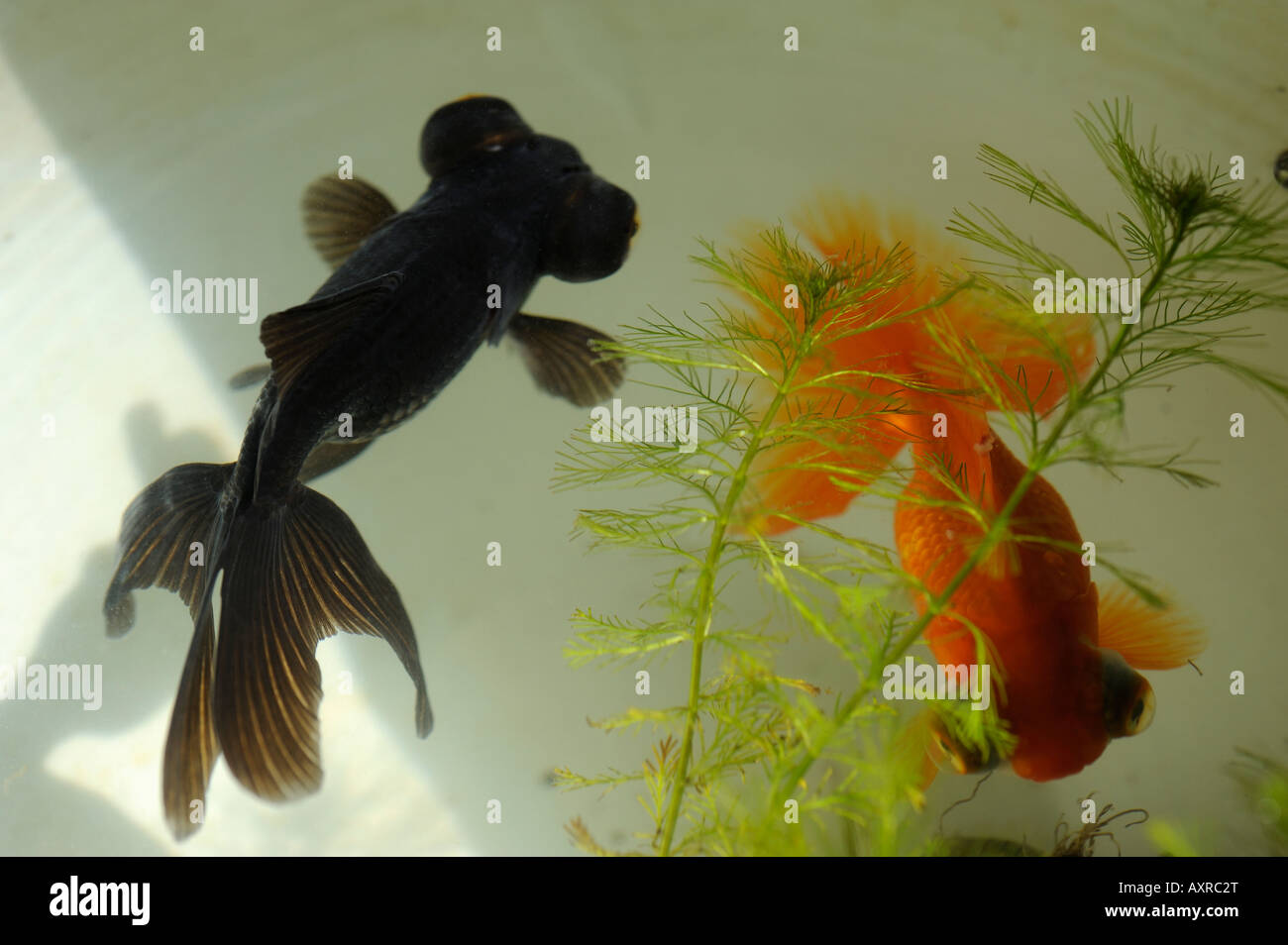 Goldfishes chinois. 2008 Banque D'Images