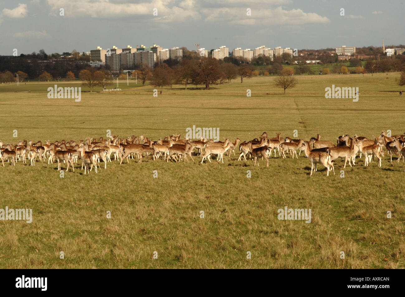 Red Deer Cervus elaphus à Richmond Park Londres Angleterre Banque D'Images