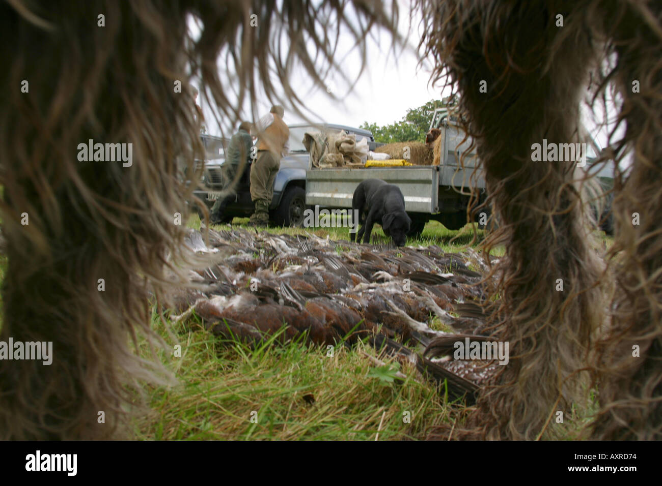 En regardant à travers les jambes d'une arme à feu les chiens chez le jour s sac de tétras du Canada sur un shoot Yorkshire Banque D'Images