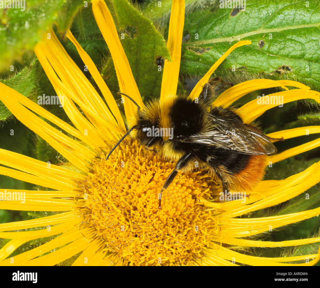 Red tailed bumblebee Bombus lapidarius sur Inula Inula hookeri flower Banque D'Images