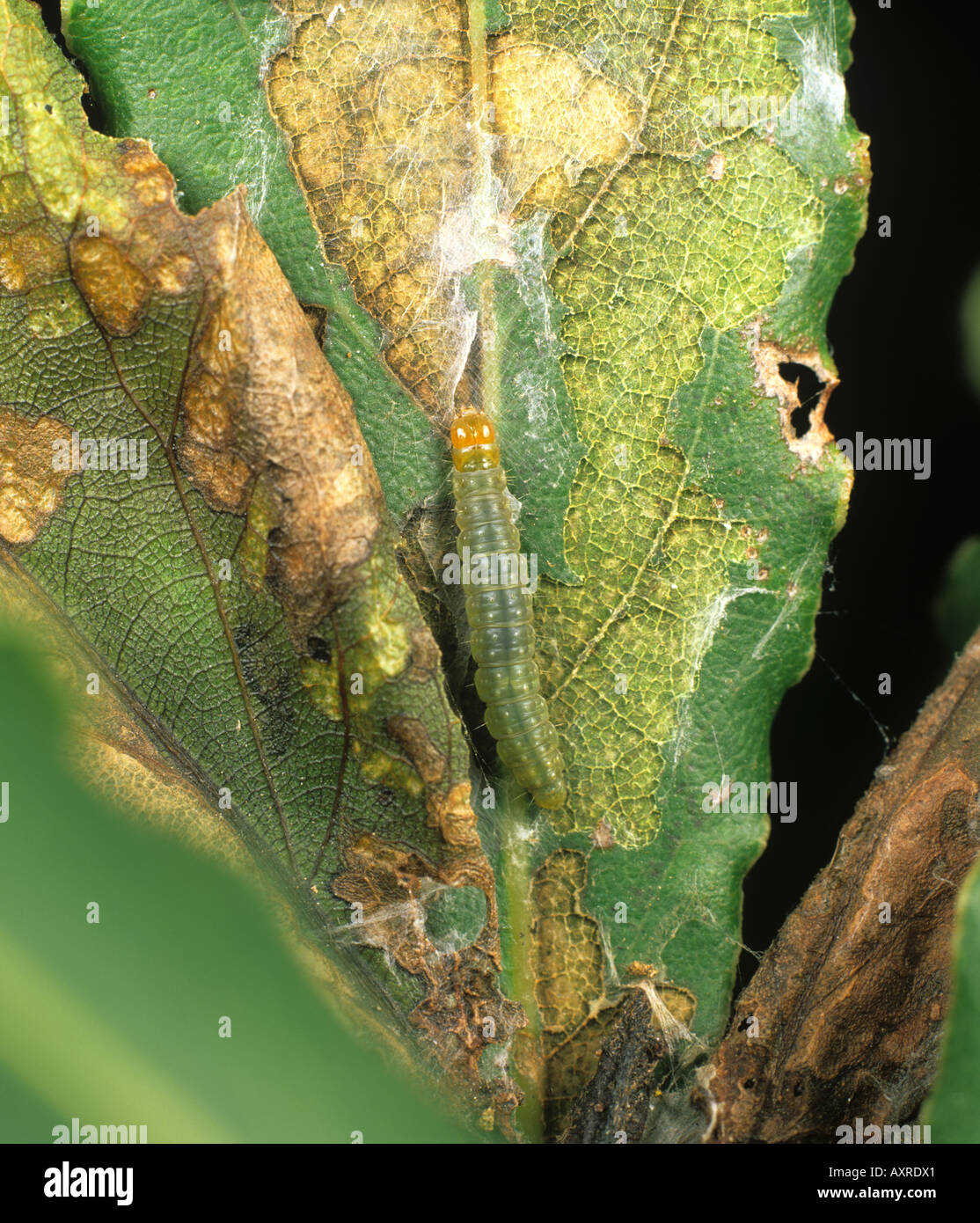 Brun pâle de l' Epiphyas postvittata caterpillar en feuille de laurier bay Banque D'Images