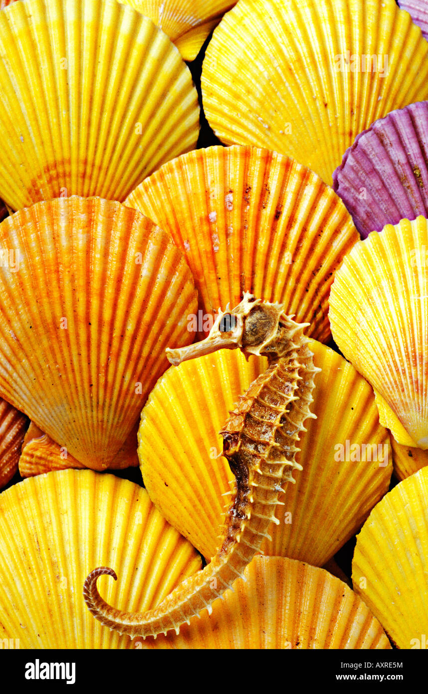 Sea Horse sur coquilles de mer jaune Banque D'Images