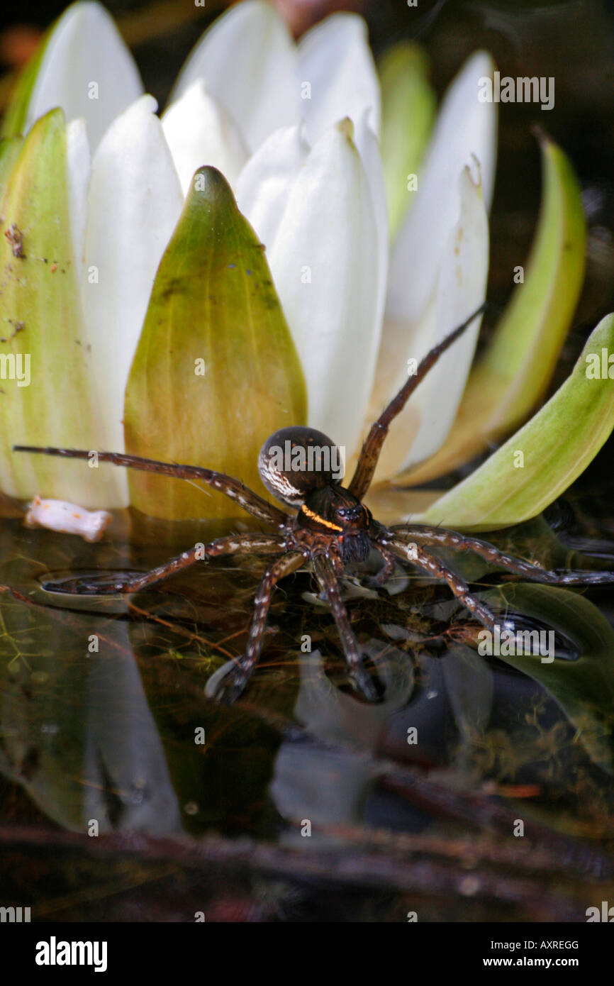 Six points sur spider pêche un nénuphar dans le marécage Okefenokee Banque D'Images