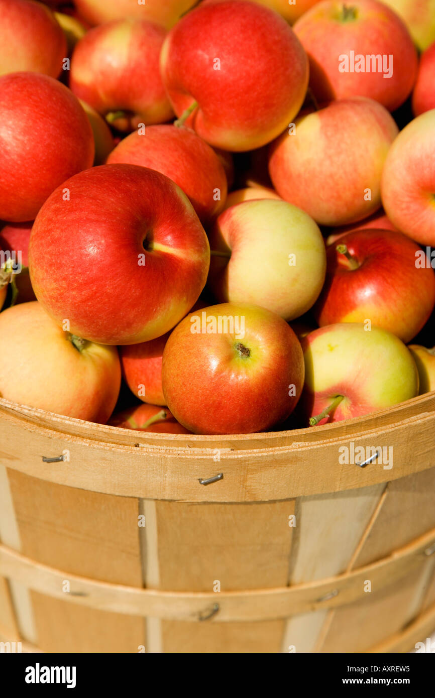 Le boisseau de pommes Banque D'Images