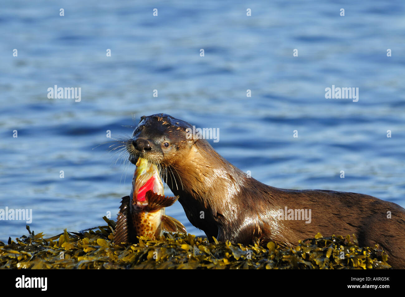 Loutre du Canada, Lontra canadensis Banque D'Images