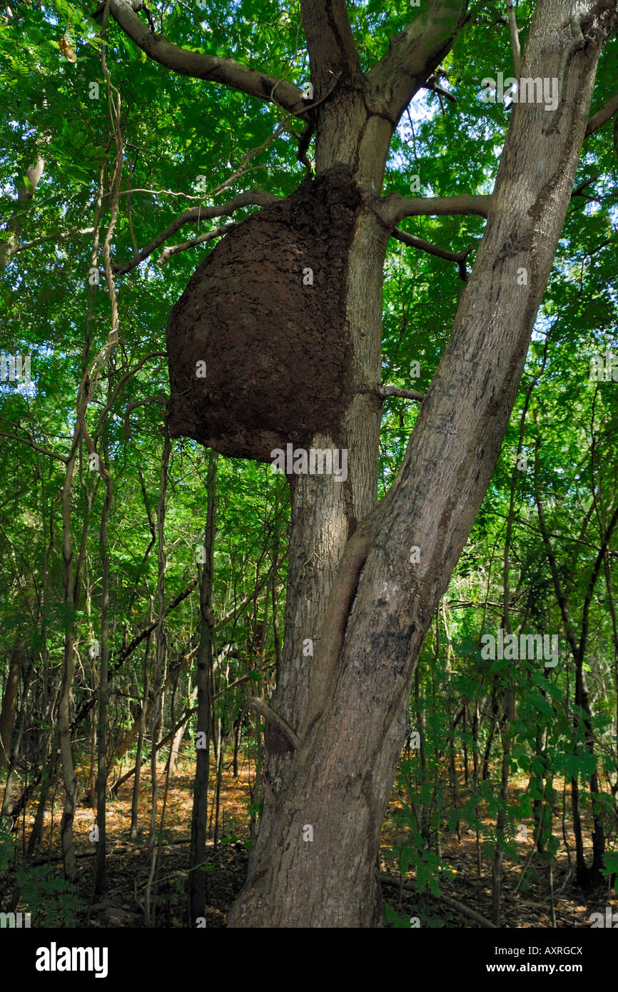 Une énorme termitière sur un arbre dans le Las Cabezas de San Juan Nature Centre à Fajardo Porto Rico Banque D'Images