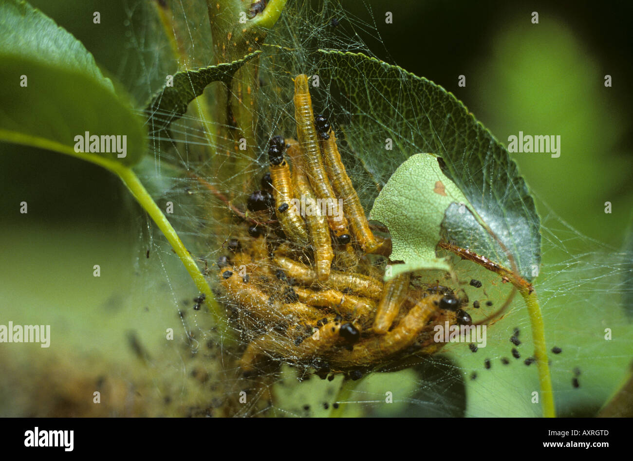 La tenthrède larves saltuum Nephrotoma on web tente sur un poirier Banque D'Images
