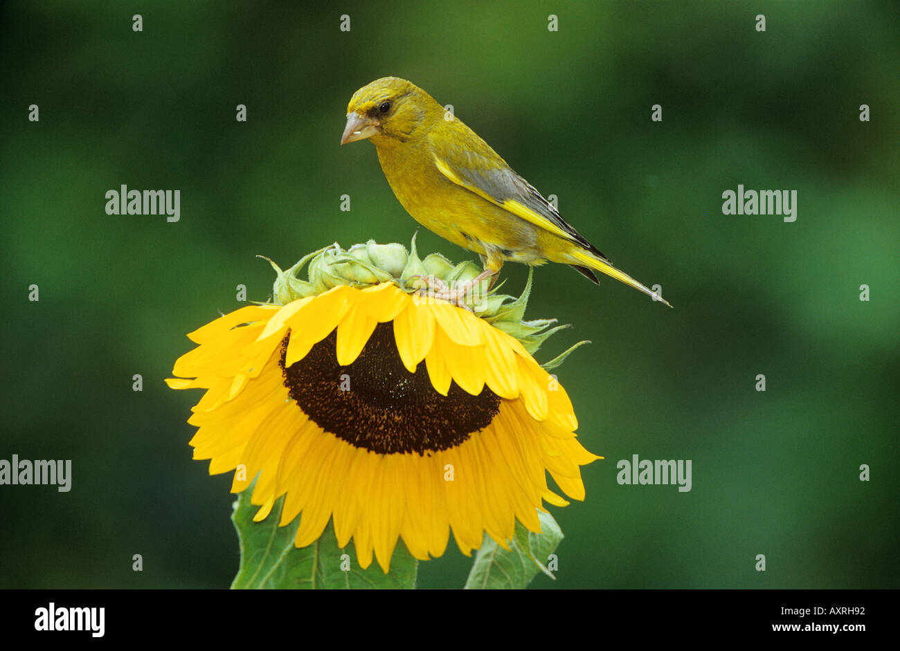 Carduelis chloris greenfinch sur le tournesol Banque D'Images