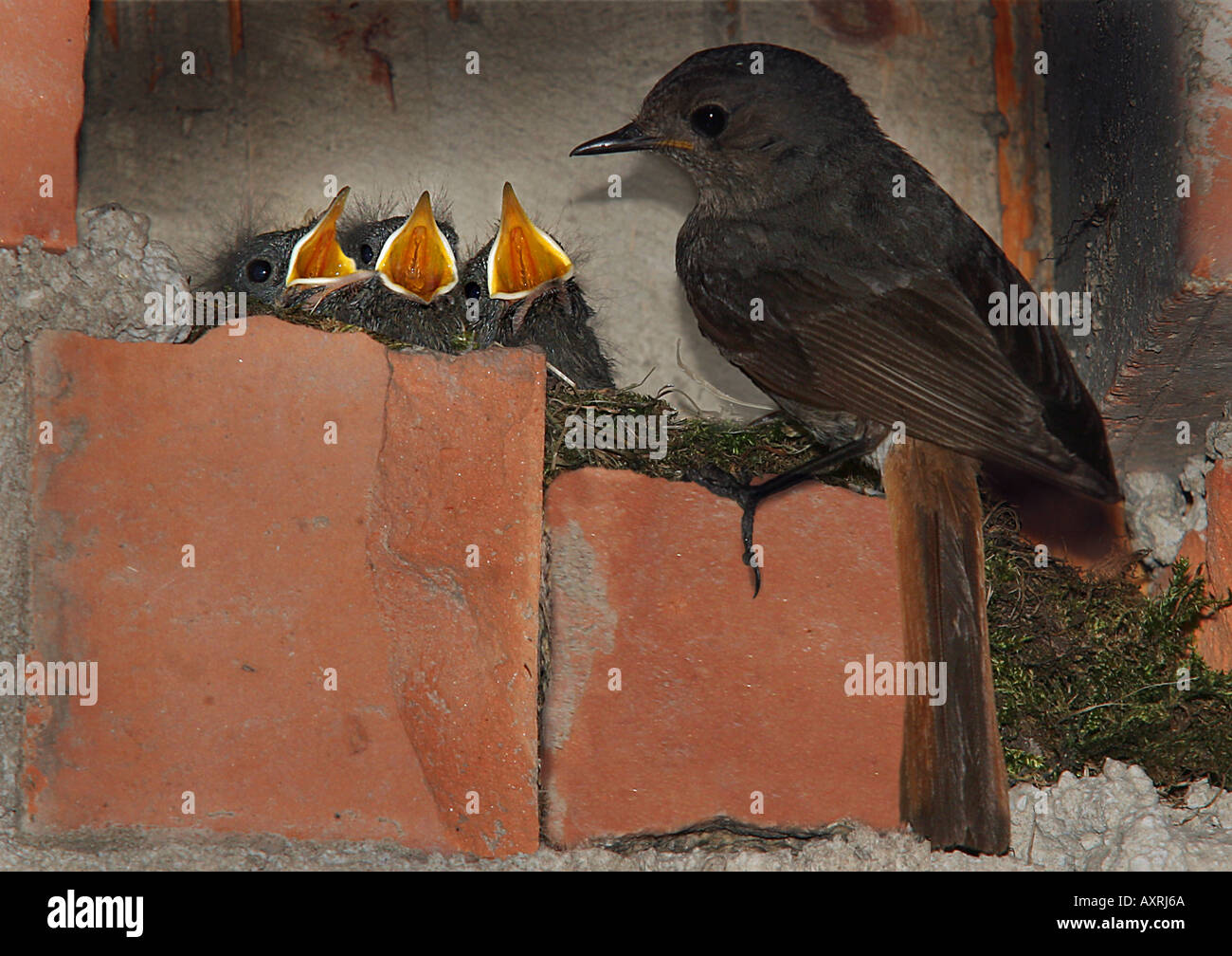 Rougequeue noir avec pigeonneaux au nid Phoenicurus ochruros Banque D'Images